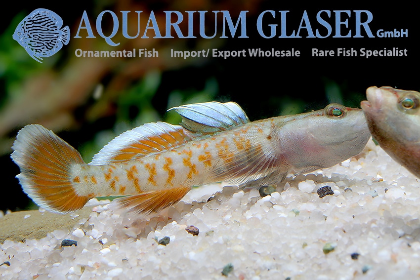 Rhinogobius zhoui