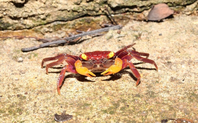 Vampyr krabbe "Geosesarma sp. Iron Fist"