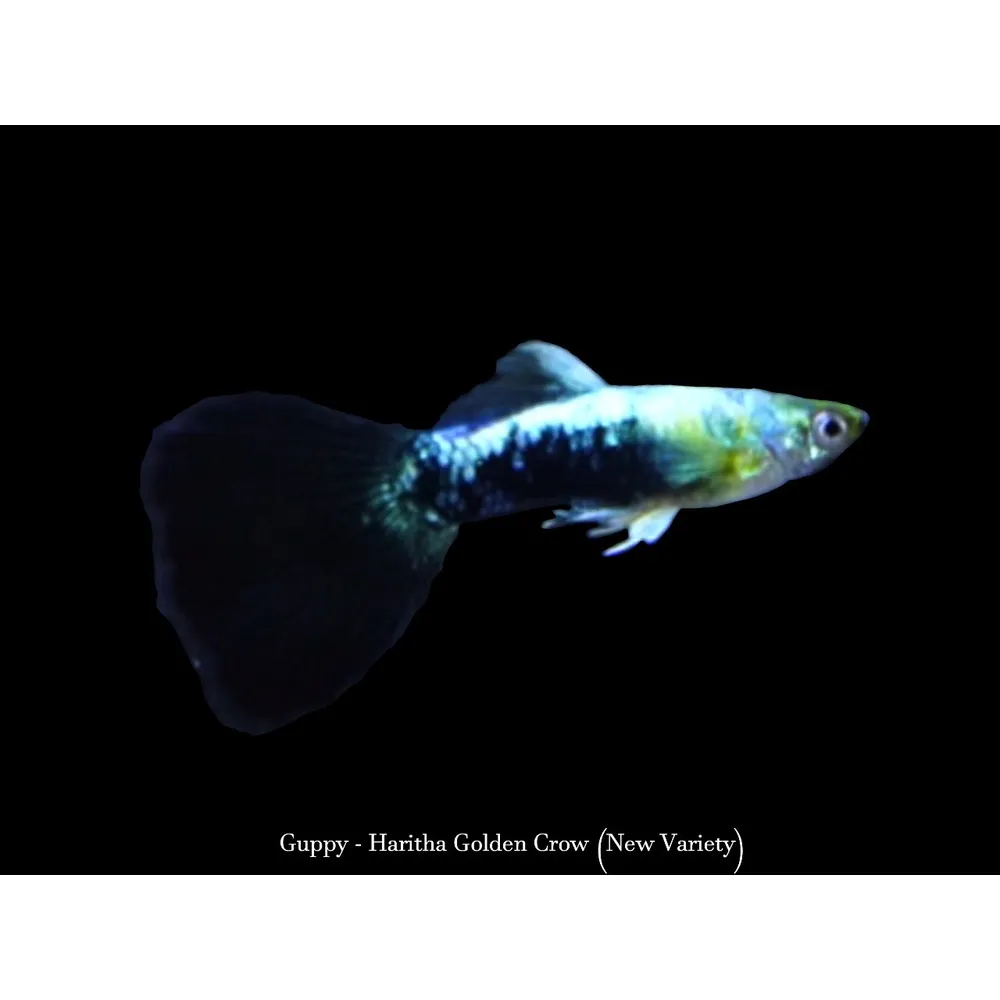 Guppy "Golden Crow" PAR
