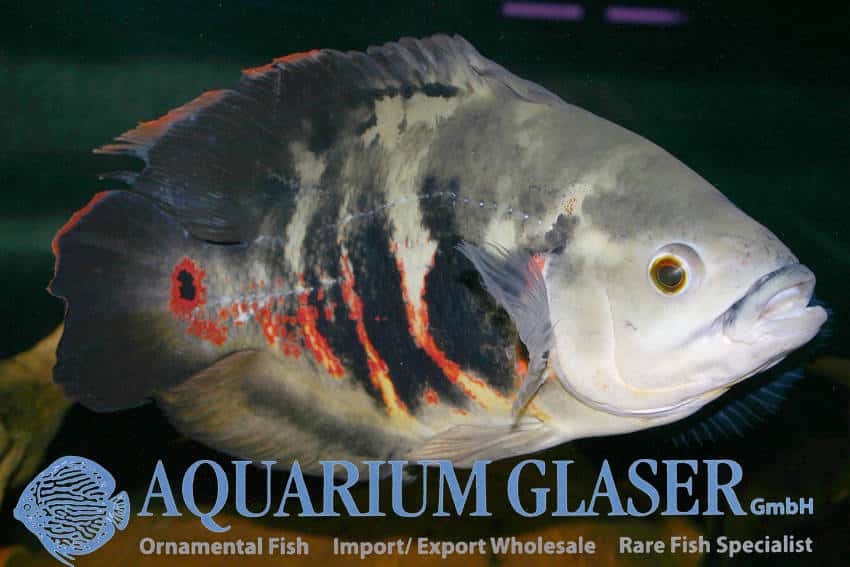 Oscar "Bahia Red" 5-7 cm