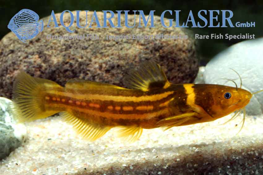 Pseudobagrus trilineatus