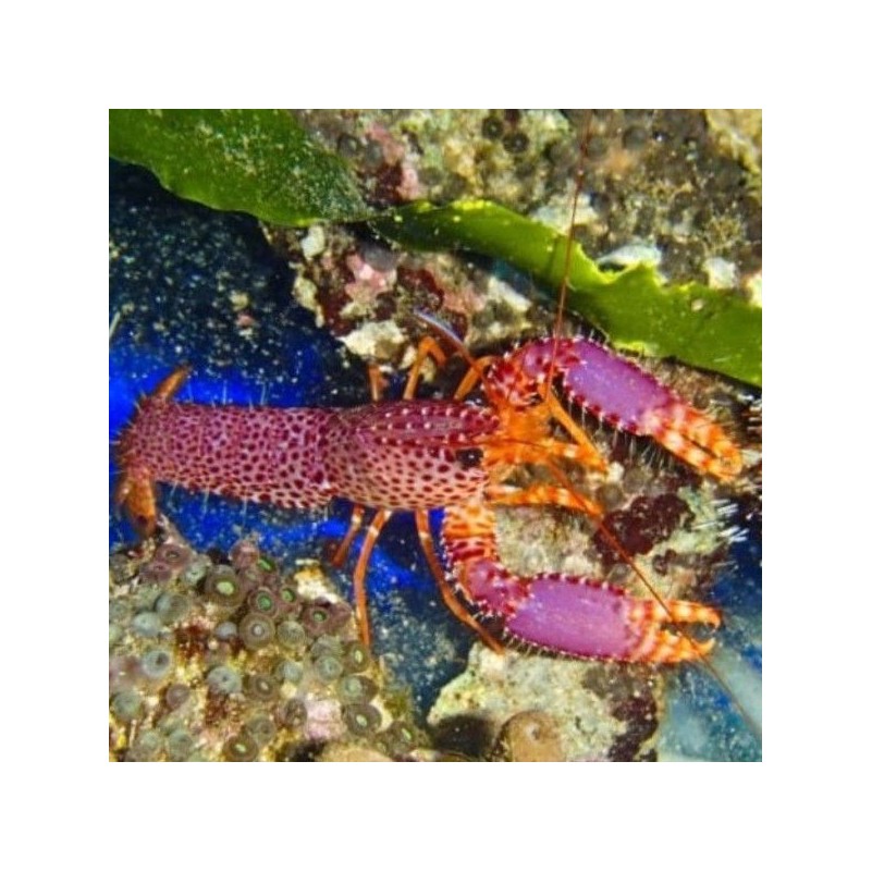 Enoplometopus debelius