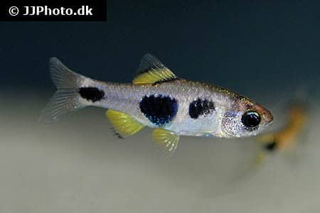 Enteromius hulstaerti