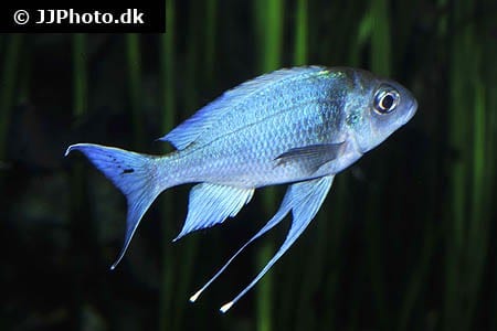 Ophthalmotilapia ventralis sumbu