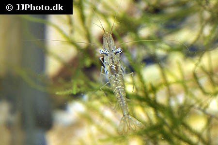 Ghost shrimp "Palaemonetes sp."