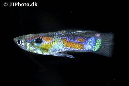 Guppy "Tenerife" Par