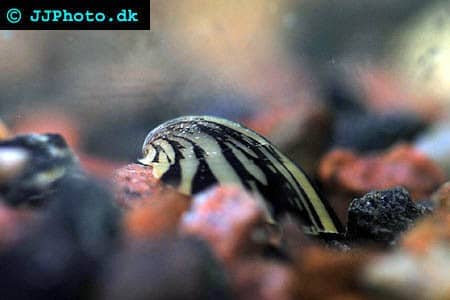 Porcelæn snegl "Septaria porcellana"