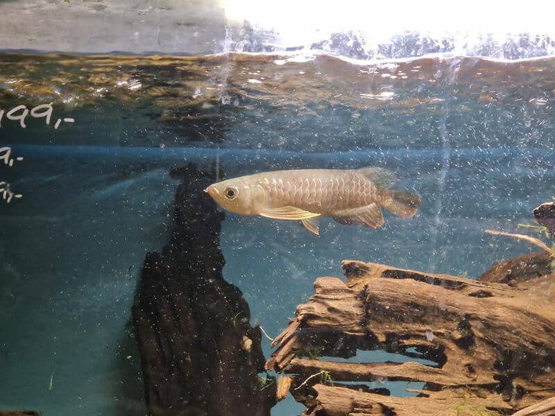 Asiatisk arowana "Highback Golden" WYSIWYG
