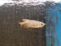 Asiatisk arowana "Kalimantan Red" WYSIWYG