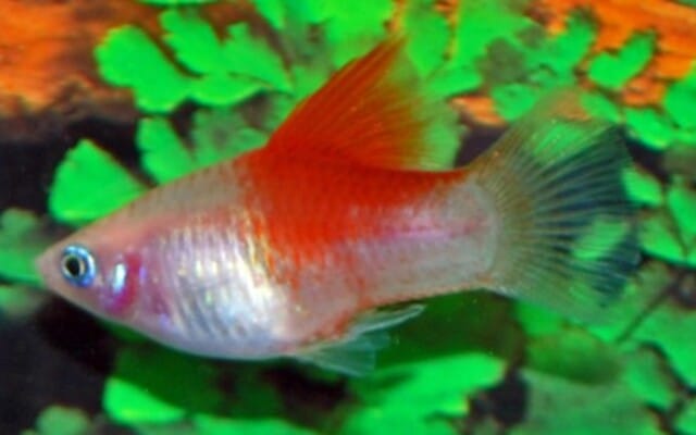 Platy "Red Top"