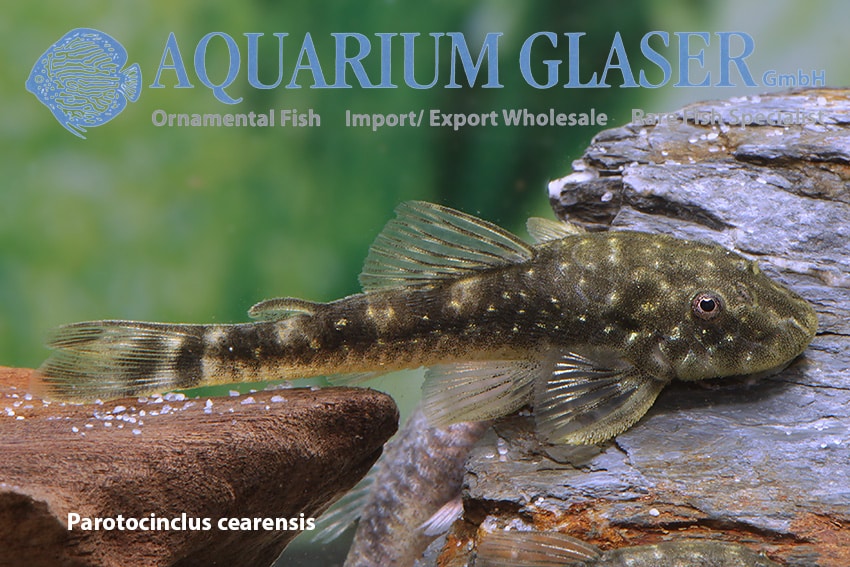 Parotocinclus cearensis