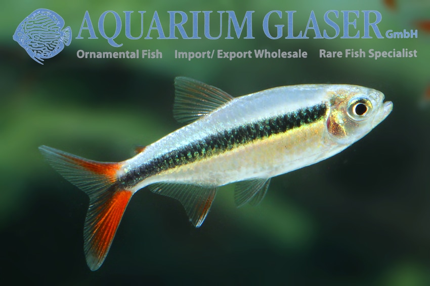 Pingvin tetra "Thayeria sp. rio teles spires"