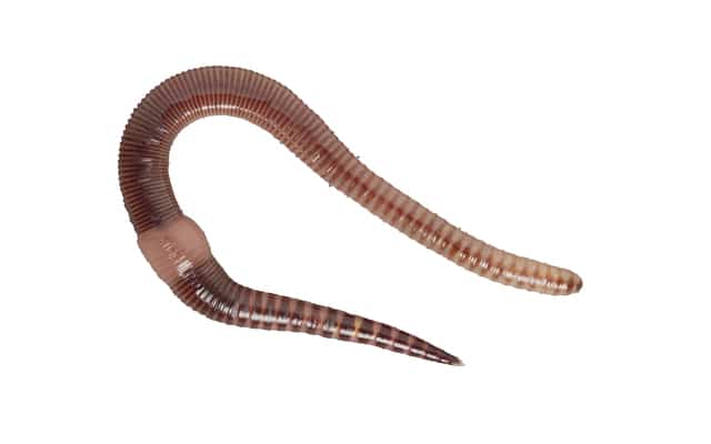 Regnorm "Dendrobena veneta"