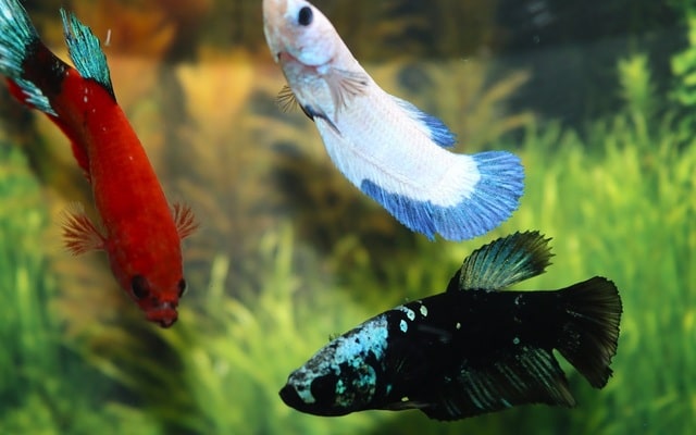 Kampfisk hun, Plakat Fancy