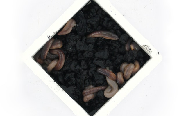 Regnorm "Lumbricus terrestris" 10 stk