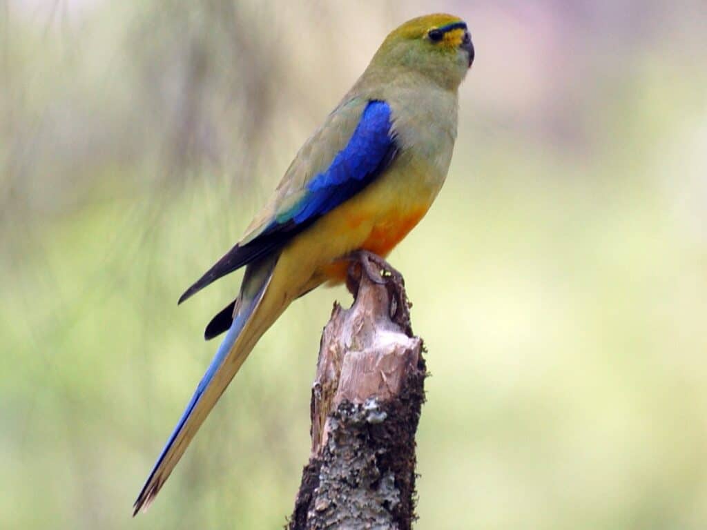 Blåvinget Græsparakit (Par)