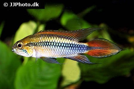 Apistogramma agassizi "Double Red" /Par