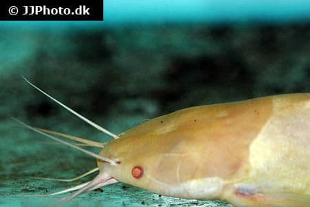 Walking Catfish "Clarias batrachus" Albino 6-7 cm