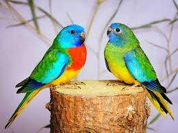 Rødbrystet Græsparakit (Par)