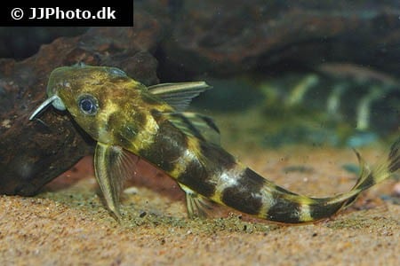 Synodontis brichardi