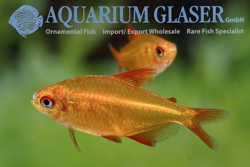 Muzel Red Cherry "Hyphessobrycon sp."