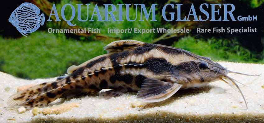 Megalodoras uranoscopus 7-10 cm