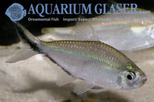 Moenkhausia costae L