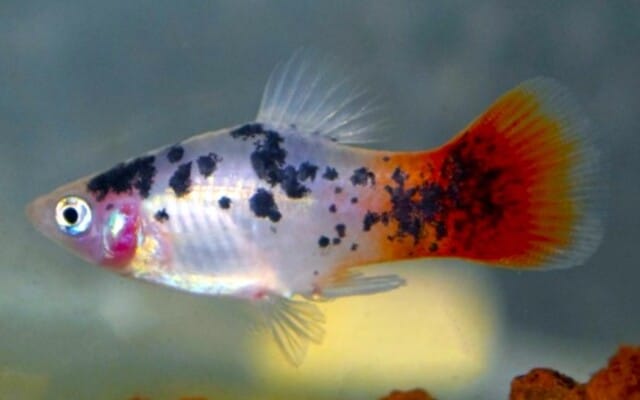 Platy "Spotted Redtail"
