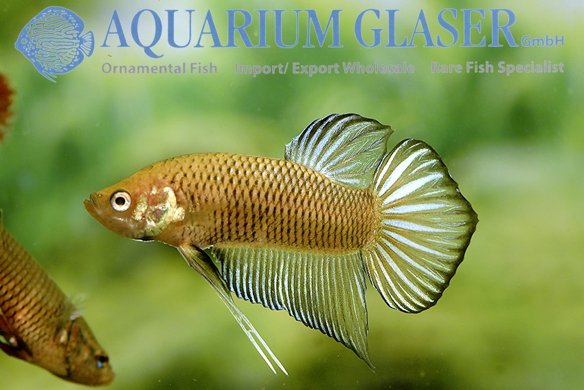 Kampfisk han, Yellow Benjarong