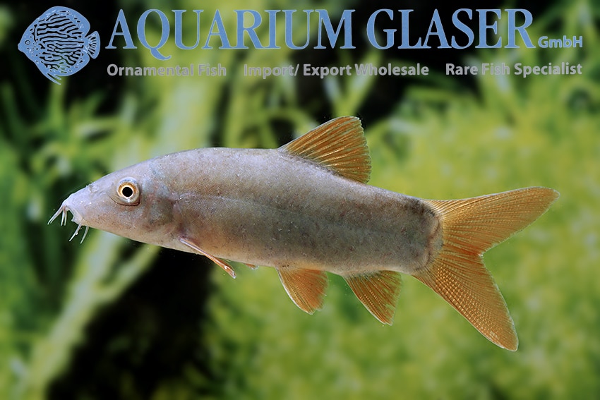 Musse botia "Yasuhikotakia modesta"