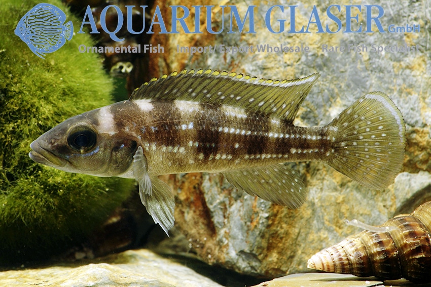 Neolamprologus tetracanthus