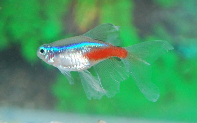 Alm. Neon Tetra Longfin "Paracheirodon Innesi"