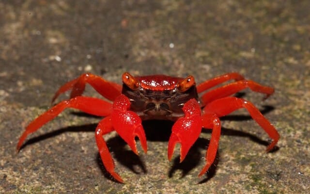 Vampyr krabbe "Geosesarma Red Ruby"