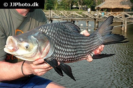 Catlocarpio siamensis 10 cm