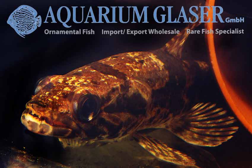 Hoplias aimara / Amapa Brazil 14-16 cm.