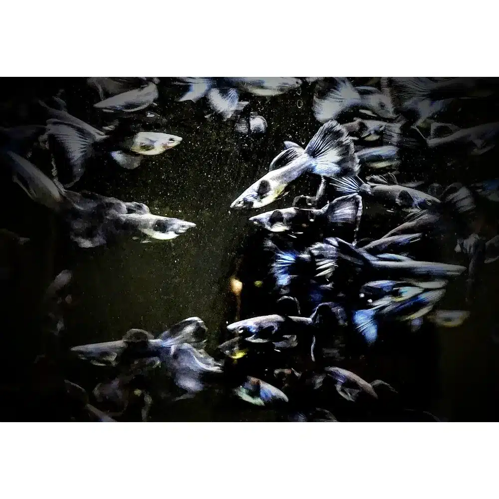 Guppy "Blå Delta" PAR