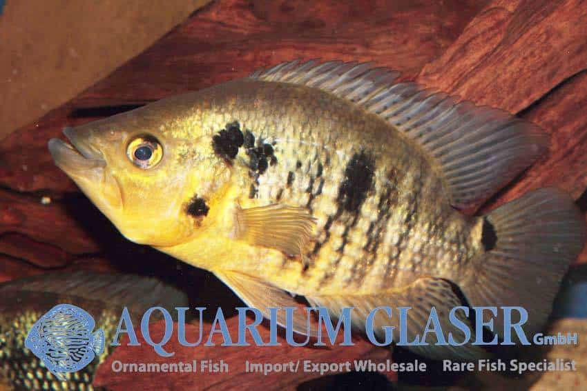 Caquetaia kraussii 5-7 cm