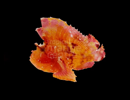 Bladfisk rød "Taenianotus sp."