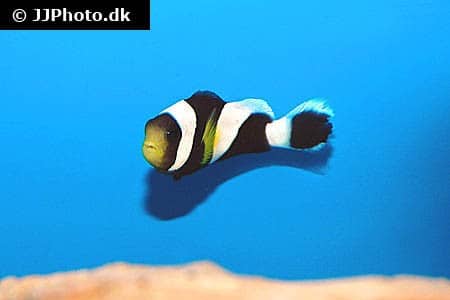 Amphiprion chrysogaster