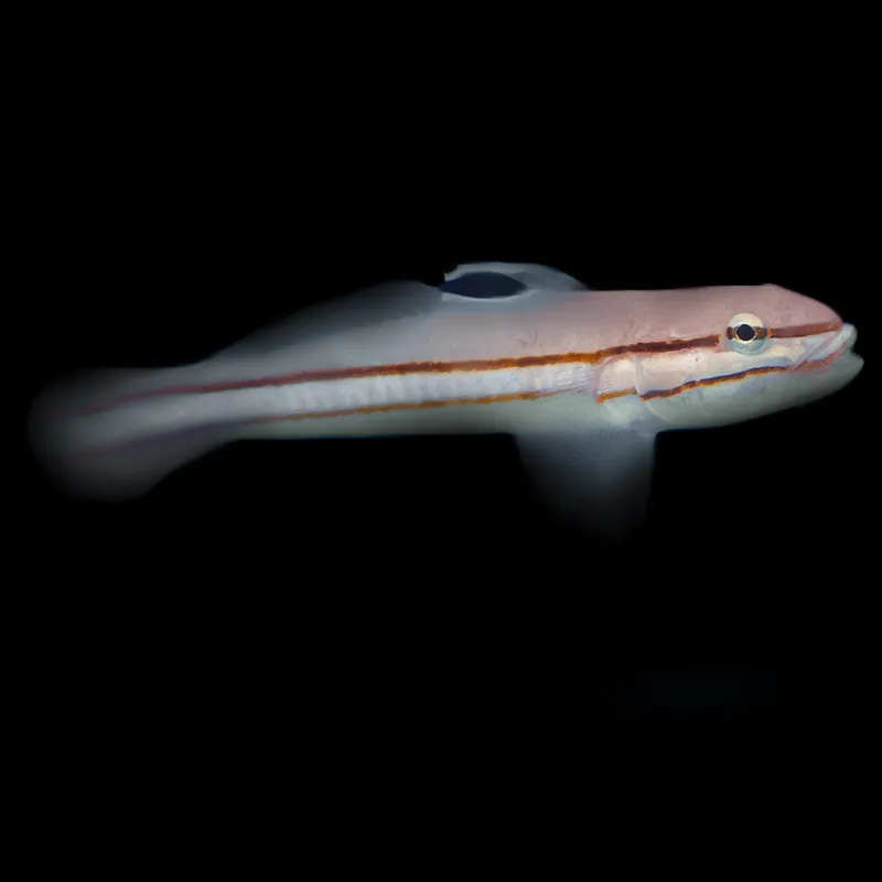 Valenciennea helsdingenii