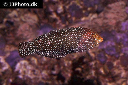 Macropharyngodon cyanoguttatus