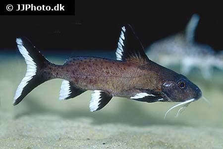 Synodontis granulosus 14-16 cm