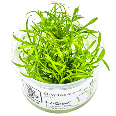 Cryptocoryne parva