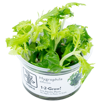 Hygrophila difformis