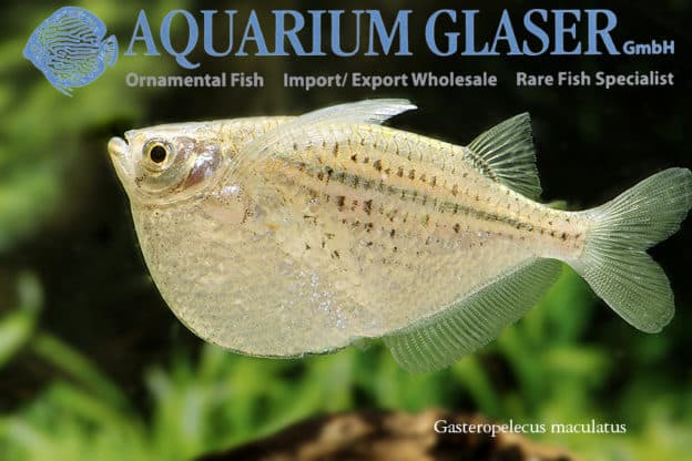 Øksefisk "Gasteropelecus maculatus"