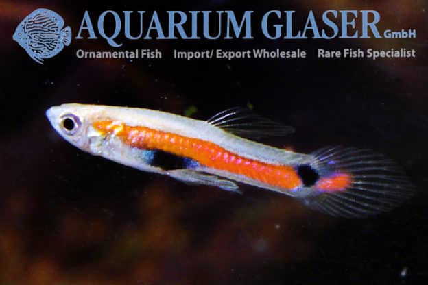 Guppy endlers "Campoma 42" PAR