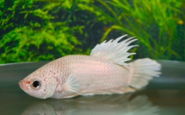 Kampfisk han, Crowntail Plakat Hvid