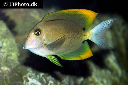 Ctenochaetus tominiensis