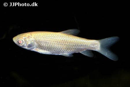 Græskarpe albino 10-12 cm