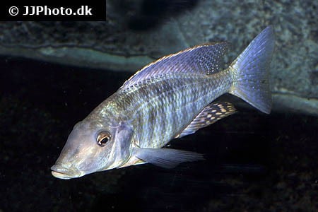 1,1 Taeniolethrinops laticeps 12-15 cm